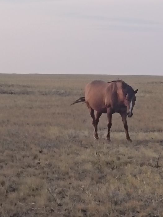 Айғыр сатылады жағдайы жақсы