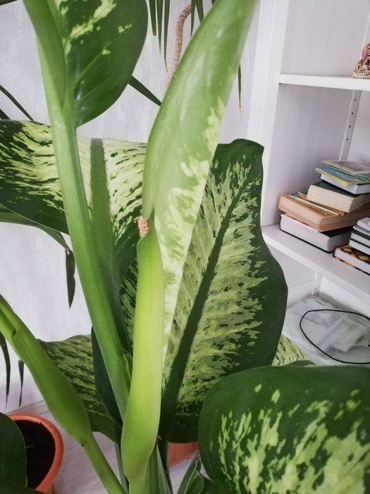 Цветы комнатные в горшках