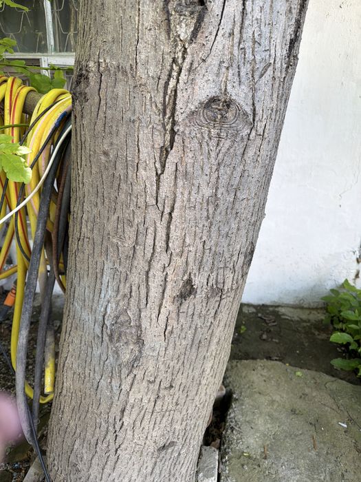 ДЕРЕВО орех под спил  бесплатно