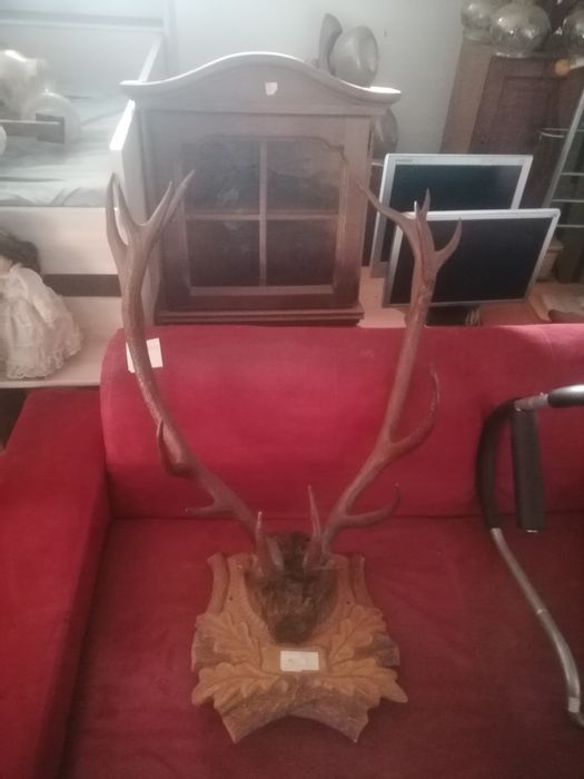 Coarne cerb cu panoplie