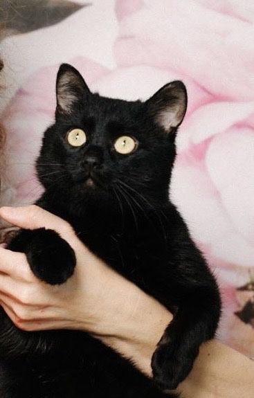Кот котенок кошка