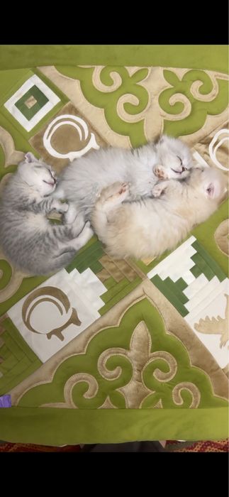 котята вислоухие шотладские