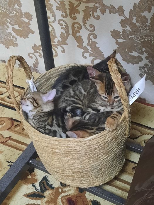 Бенгальский катята