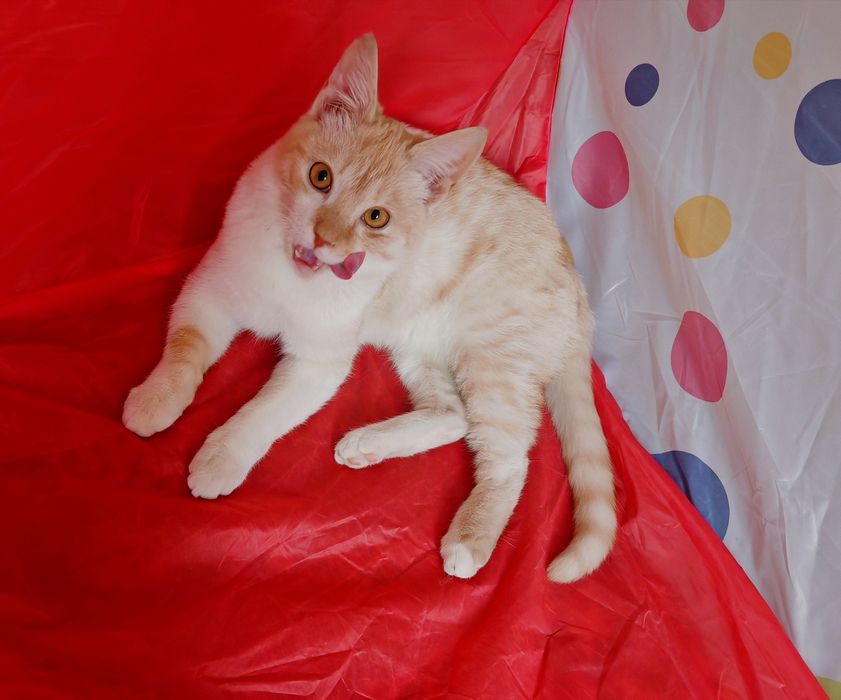 Шикарный котенок 6 месяцев