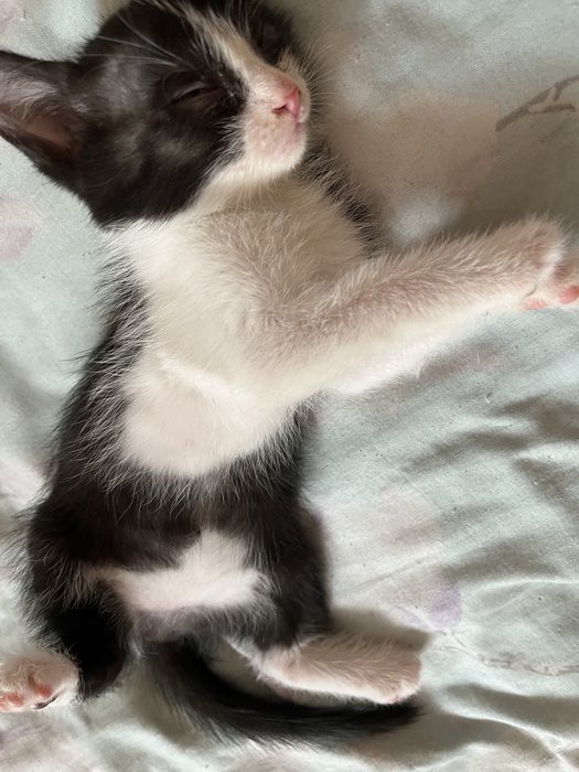 Отдам котят хорошие руку