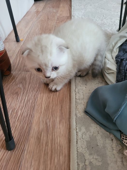 Продаются милые британские котята