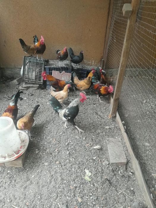 Продам петушков советских бентамок