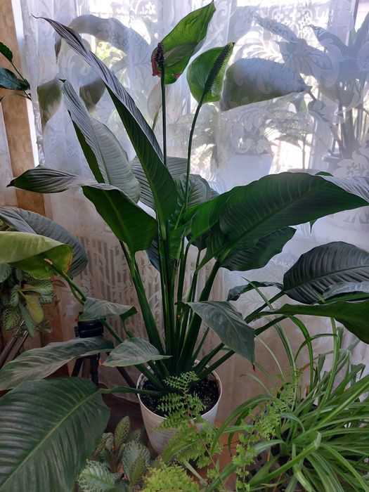 Цветы для дома и офиса