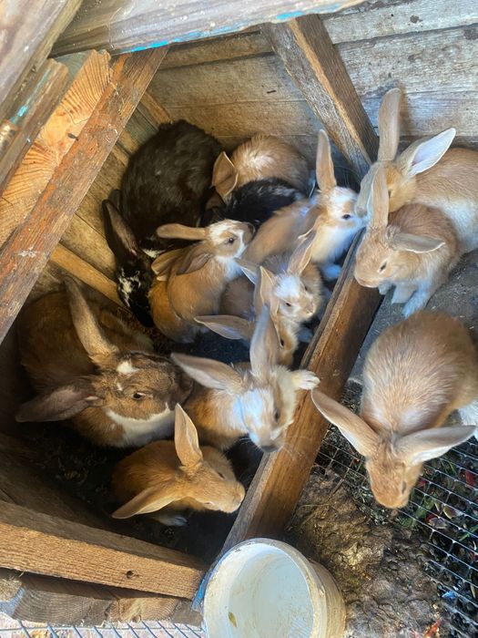 Продаю  кроликов.