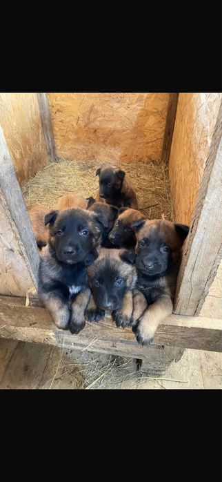 Продам кутят бельгийской офчарки