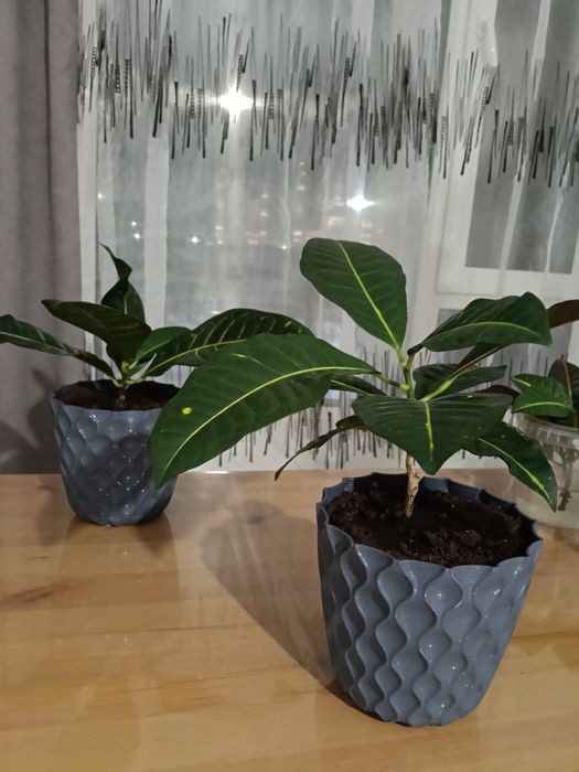 Цветок Кротон (Кодиеум).