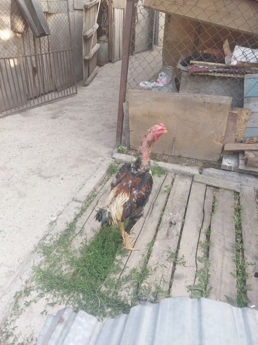 Продам бойцового питуха
