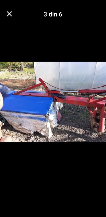 Cositoare mora italiana