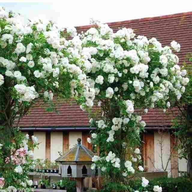 Штамповая роза