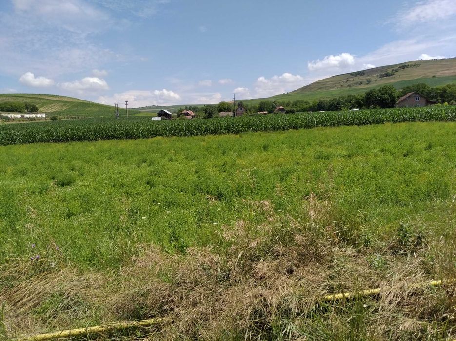 6.600 MP Intravilan, la marginea soselei asfaltate DJ 151 A, Mures