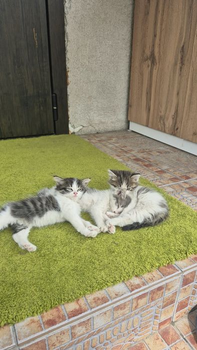 отдаем котят в добрые руки.