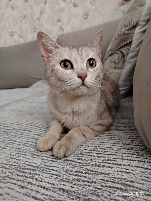 Кошечка молодая с необычным окрасом