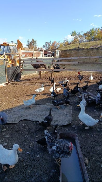 Vând rate si bibilici