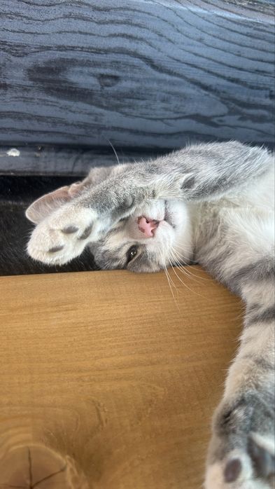 Умнейший мальчик 4 мес ищет семью