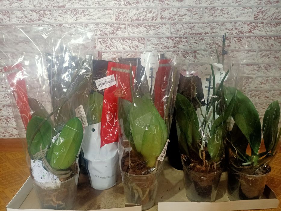 Продам отцвевшые орхидеи