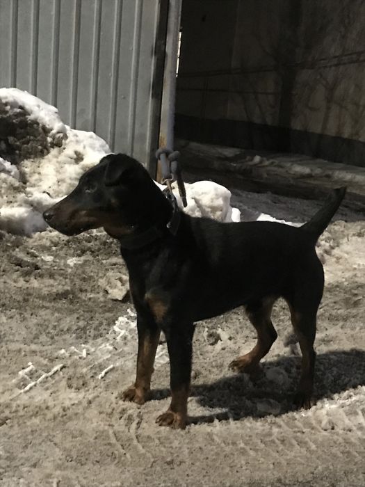 Продам ягдтерьер щенок