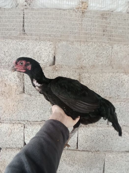 Дакан мекендер сатылады