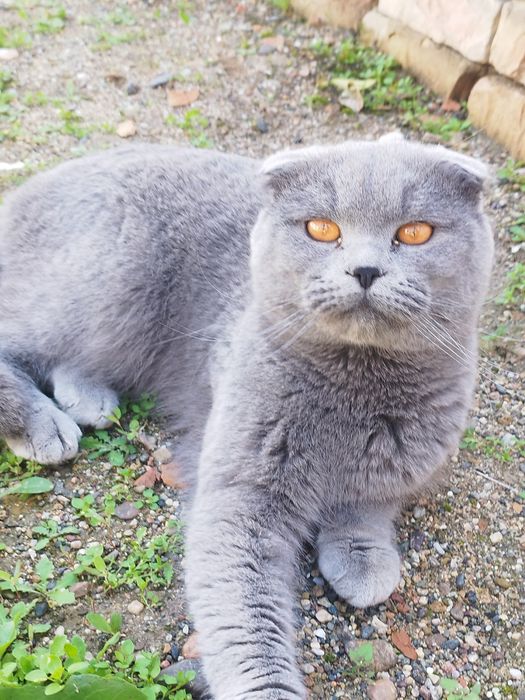 Сотилади топ тоза конли мушуклар шотланский фолди ва страй