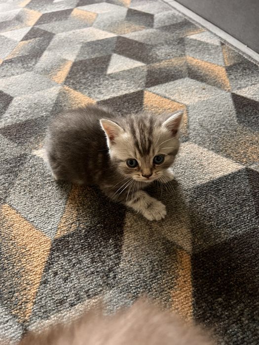 Котята британцы.