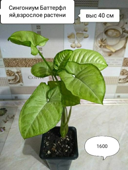 Продам Сингониумы
