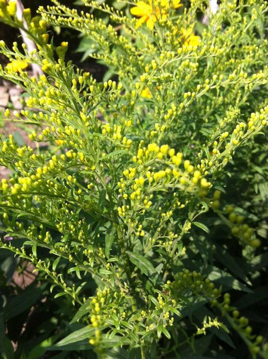 сортовая солидага - золотарник медонос с лимонно желтыми соцветиями