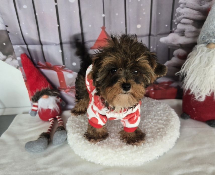 Йоркширски териер ,йорки мини момиче