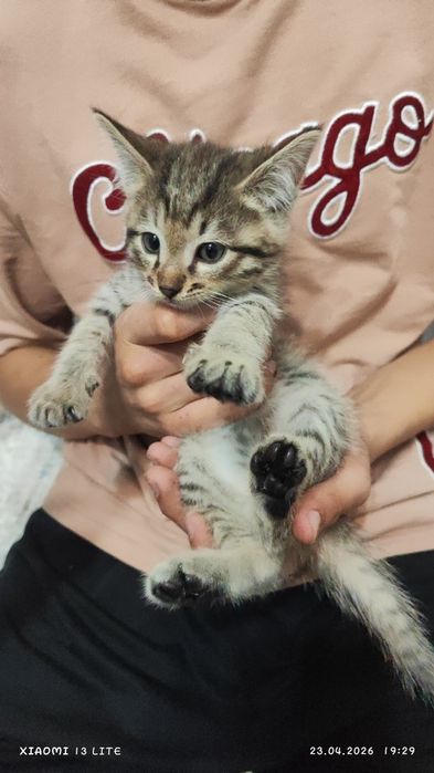 Отдам котят в самые добрые ручки