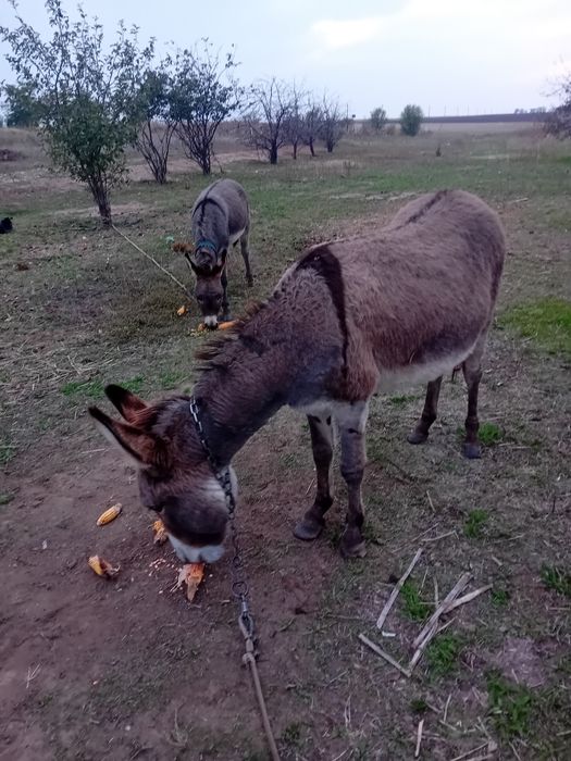 Caută alta casă, doi magarusi frumoși