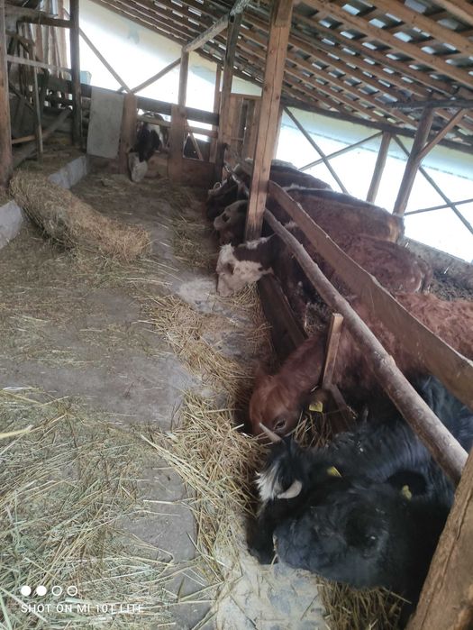 Месодайни телета