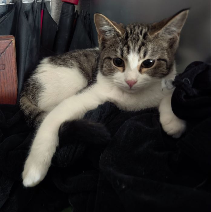 Котенок домашний