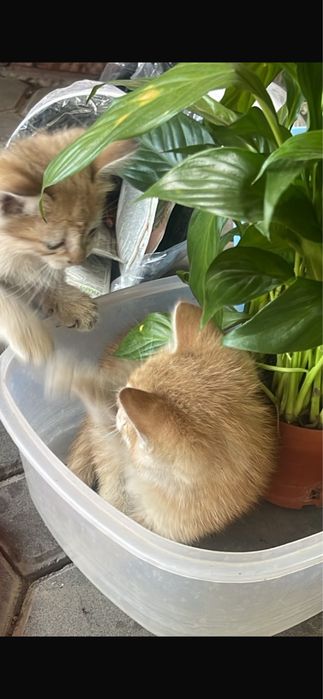 Котята   В хорошие руки