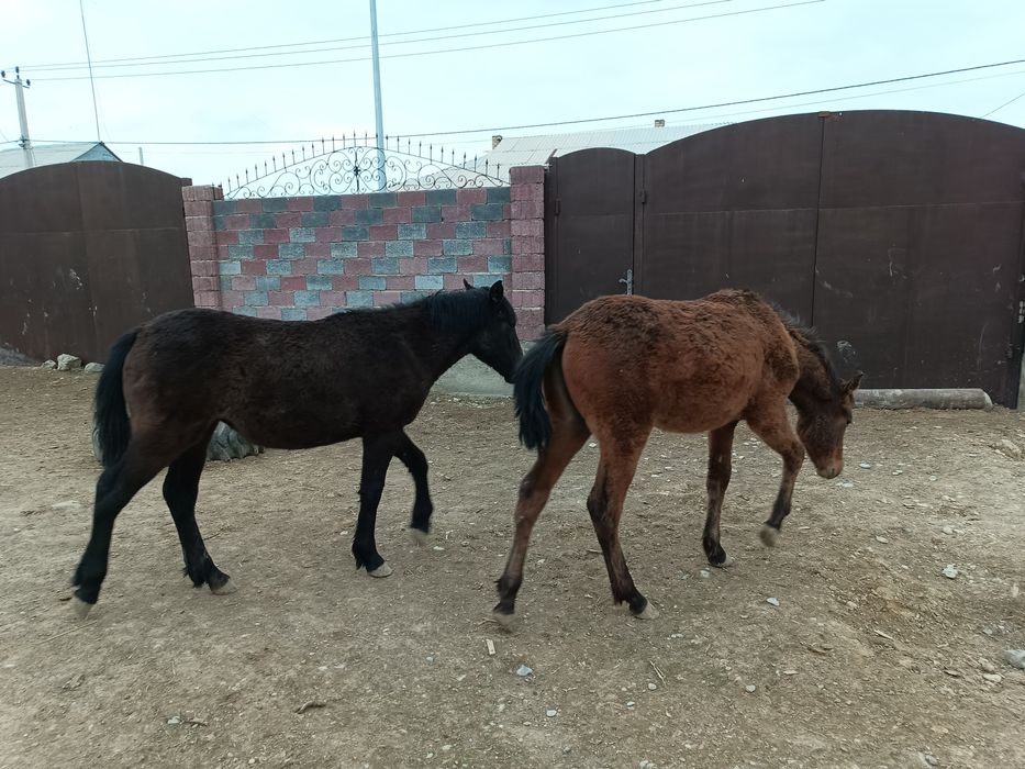 Яссмитрацукенгшщ