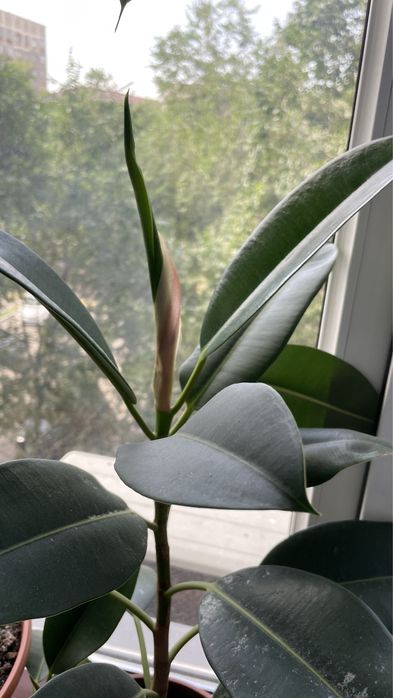 Фикус вместе с горшком