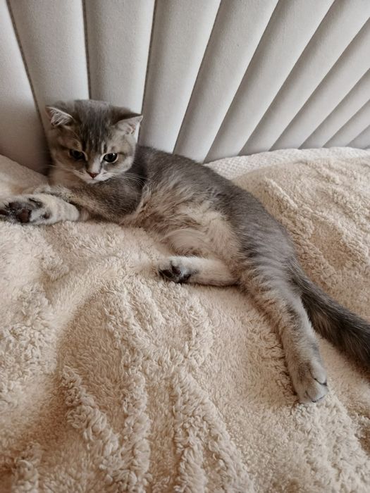 Mushuk sotiladi aqilli va yuvosh