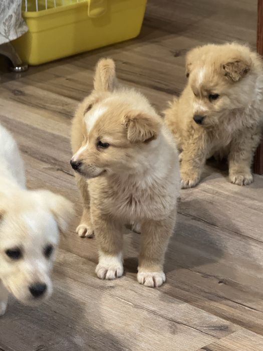 Пристаивается замечательные щенки.