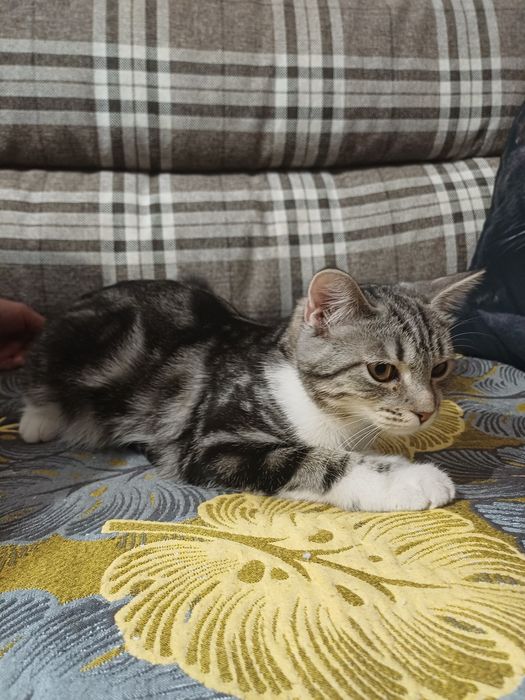 Котёнок девочка в добрые руки