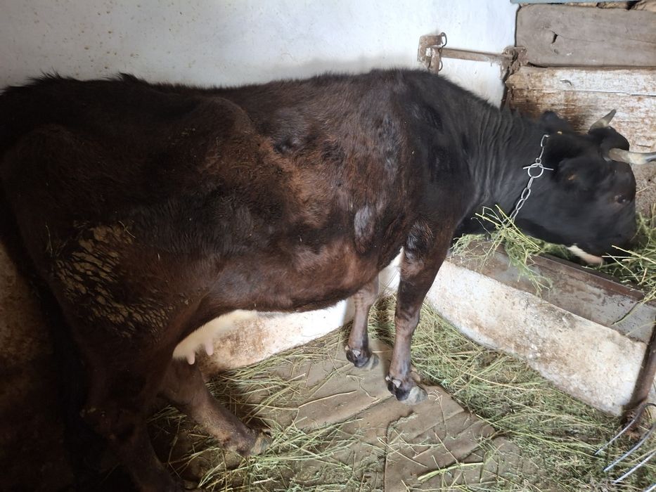 Продам корову на мясо