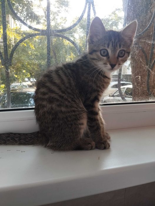 Отдам котят в добрые руки
