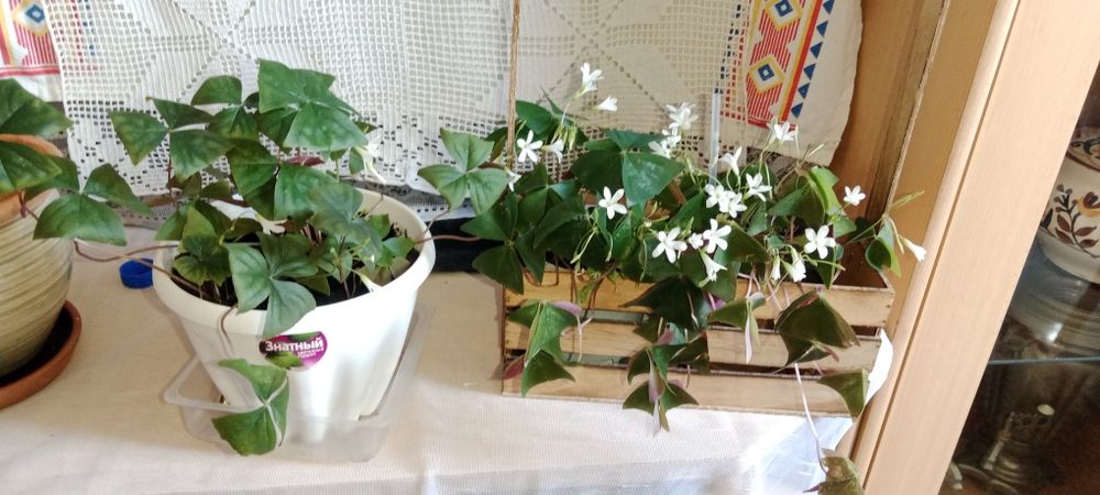 Бабочка кислица octavia