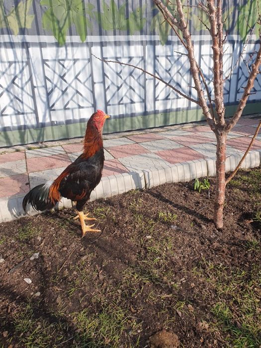 Петух дакан для боя