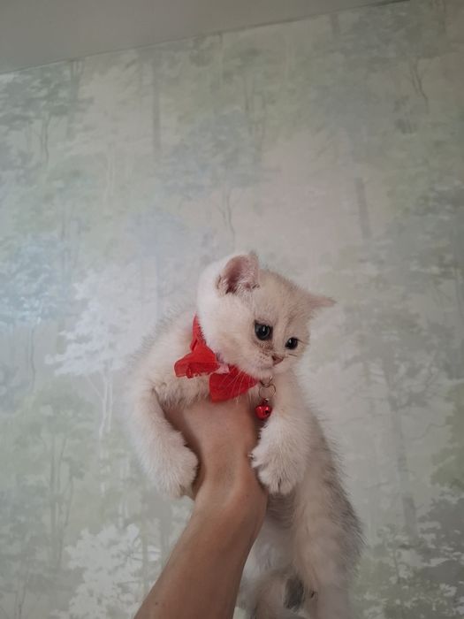 Серебристая шиншилла девочка