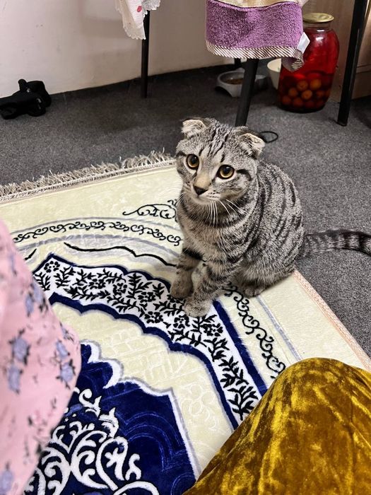 Scottish fold mushugi