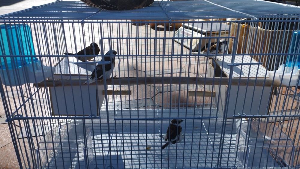 Amadinka sotiladi Sunatiga otib beriladi