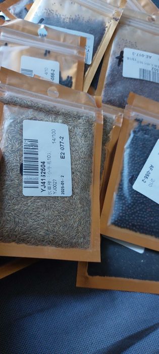 Gazon acvariu semințe