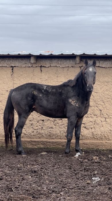 Тазақанды Айғыр Сатылады